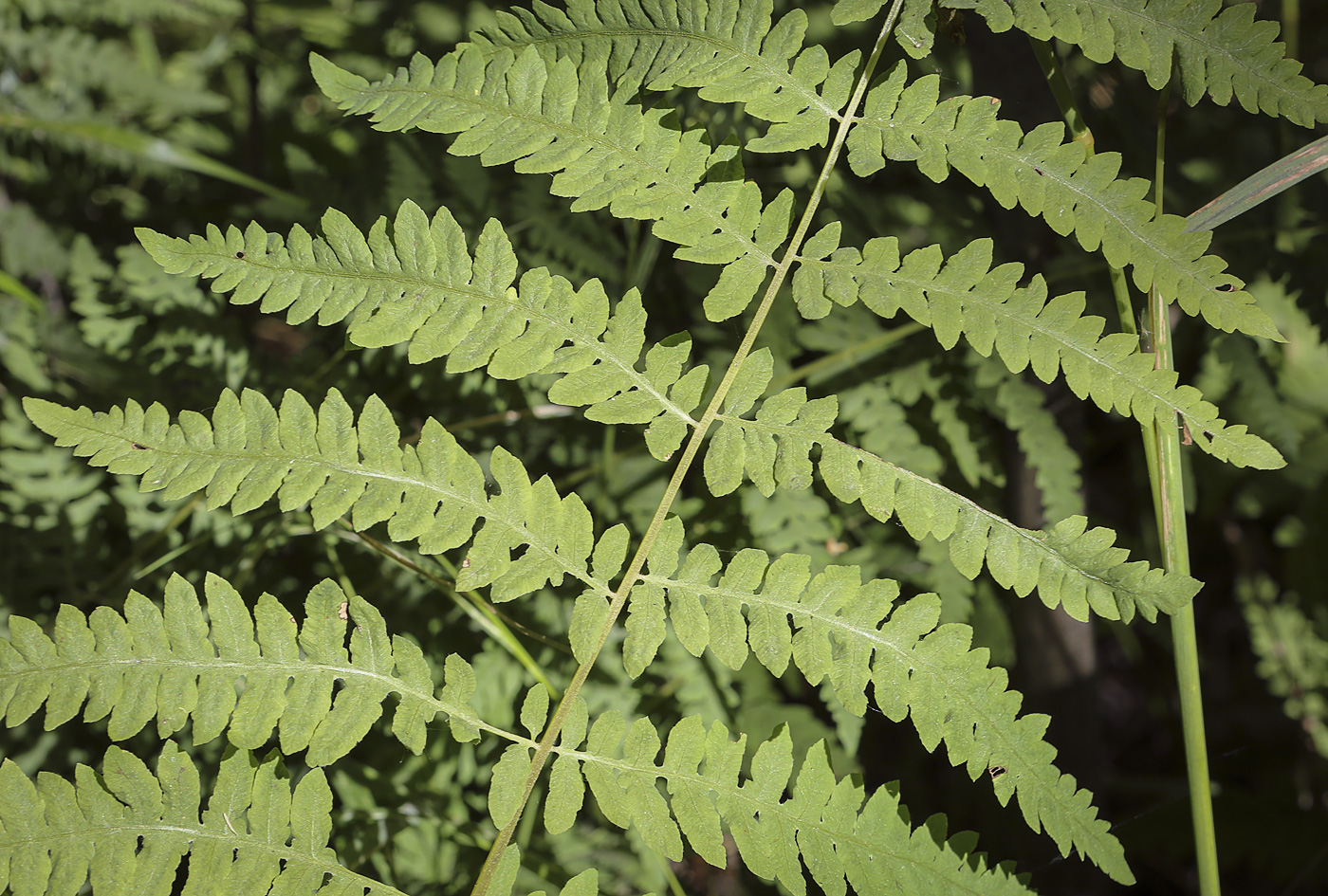 Image of Thelypteris palustris specimen.