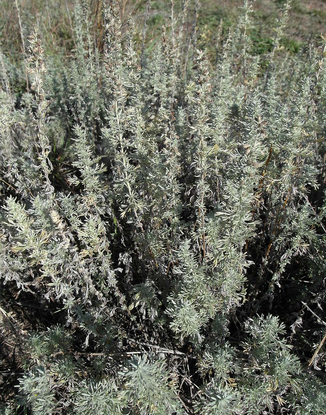 Изображение особи Artemisia austriaca.