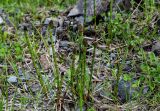 Equisetum fluviatile. Спороносящие растения. Хакасия, Орджоникидзевский р-н, верховья р. Правая Сарала, опушка березняка, каменистый берег реки. 08.06.2022.