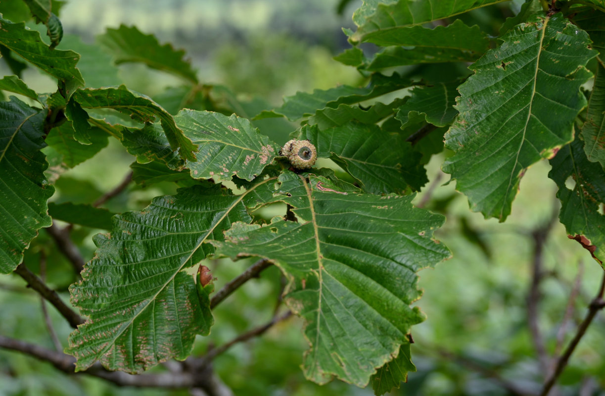 Image of Quercus crispula specimen.