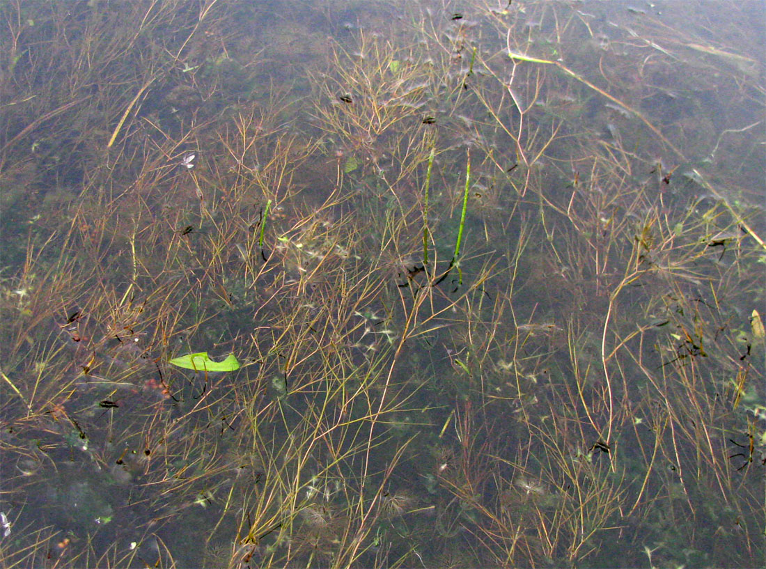 Image of Potamogeton pectinatus specimen.