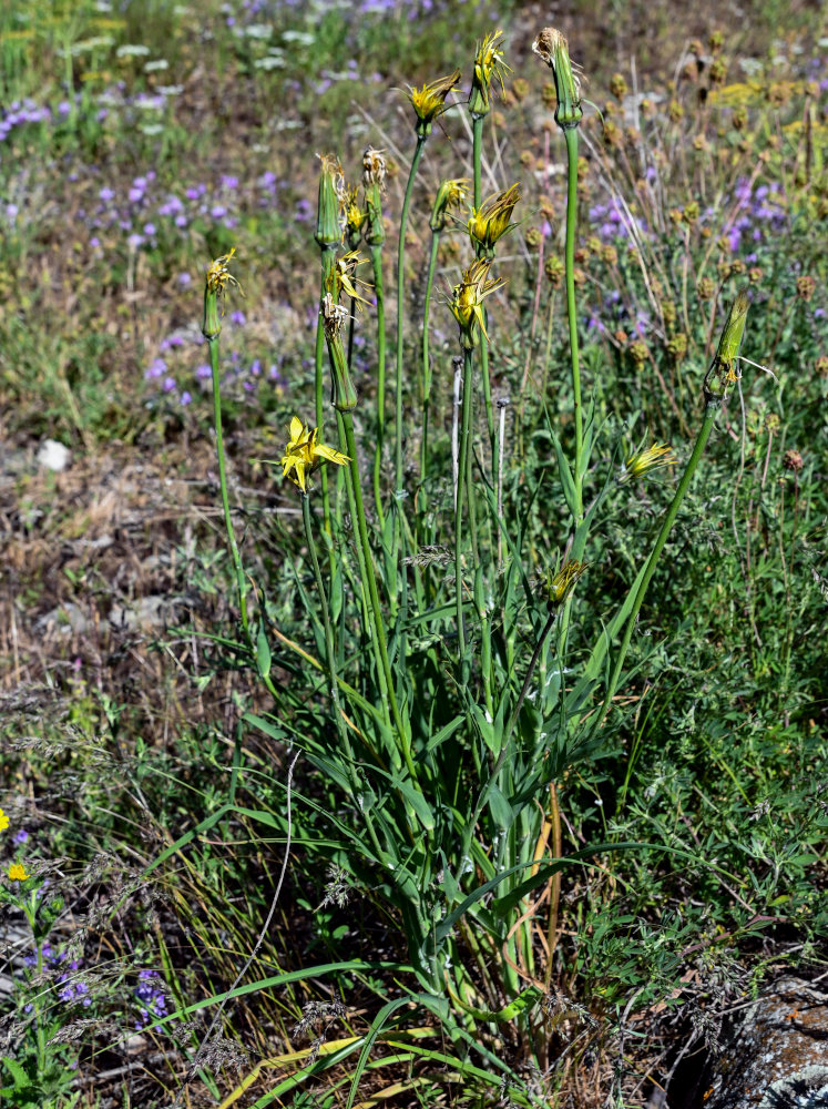 Image of genus Tragopogon specimen.