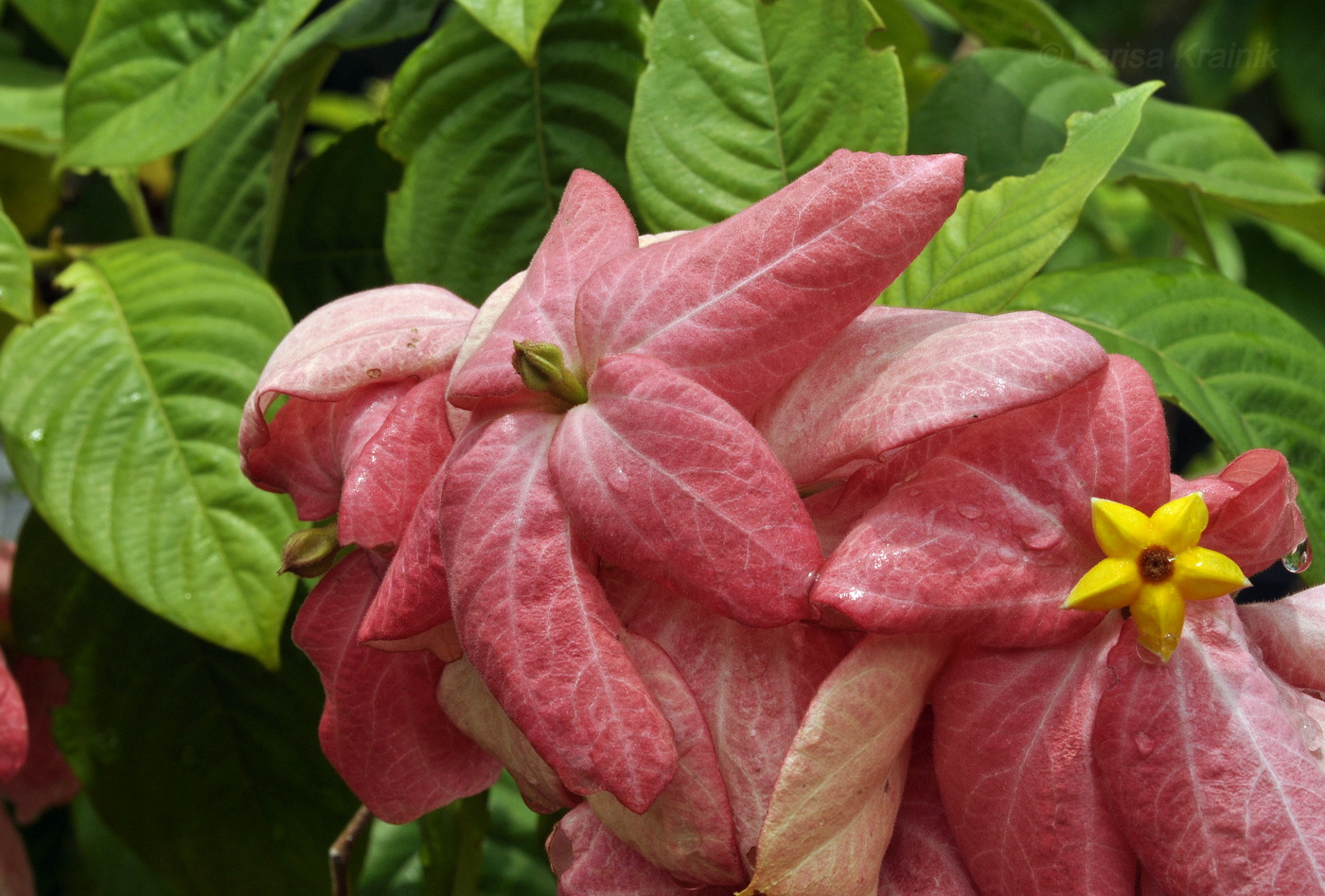 Image of genus Mussaenda specimen.