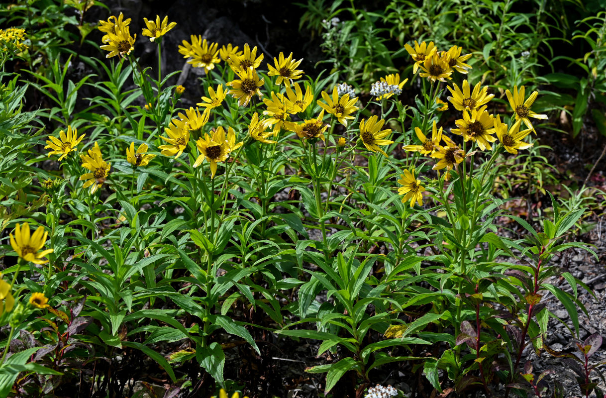 Image of Arnica sachalinensis specimen.