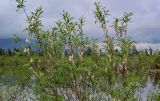 genus Salix. Верхушки ветвей с раскрывшимися соплодиями. Красноярский край, Таймырский Долгано-Ненецкий р-н, плато Путорана, устье р. Кутарамакан, затопленная часть каменистого пляжа. 23.07.2023.