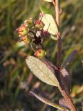 Image of taxon representative. Author is Марина Ворошилова