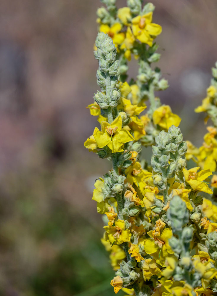 Изображение особи Verbascum speciosum.