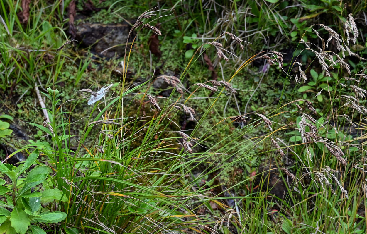 Image of Carex gmelinii specimen.