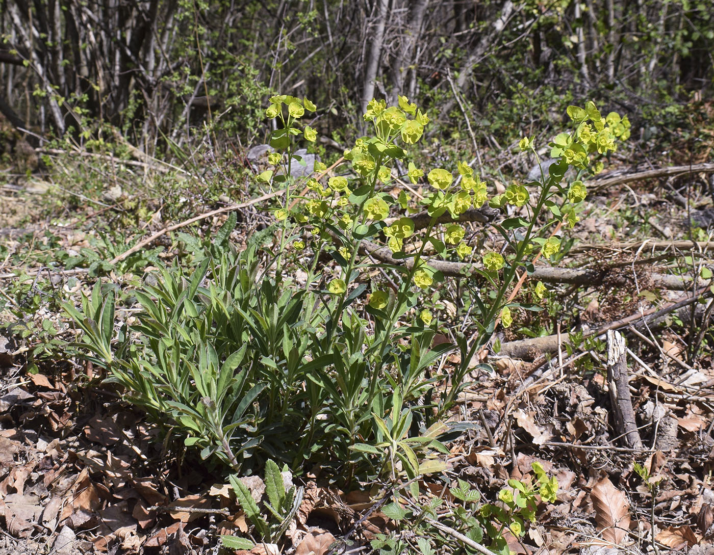 Изображение особи Euphorbia amygdaloides.