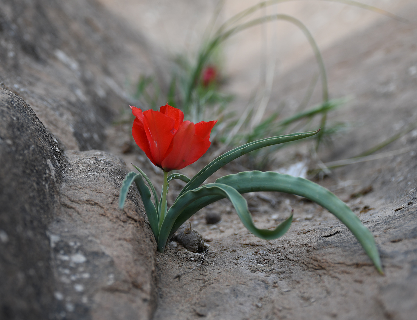 Image of Tulipa korolkowii specimen.