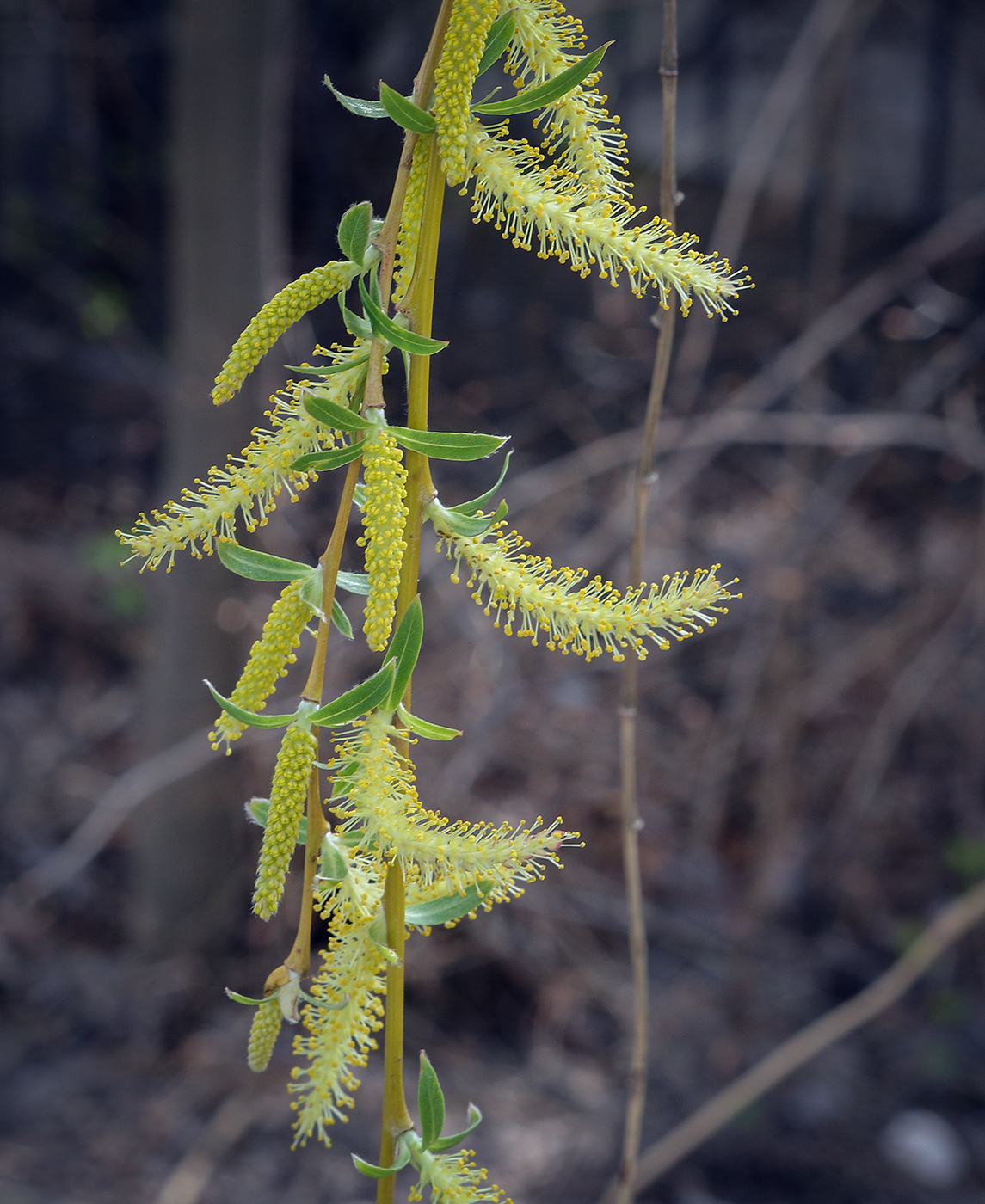 Image of Salix babylonica specimen.