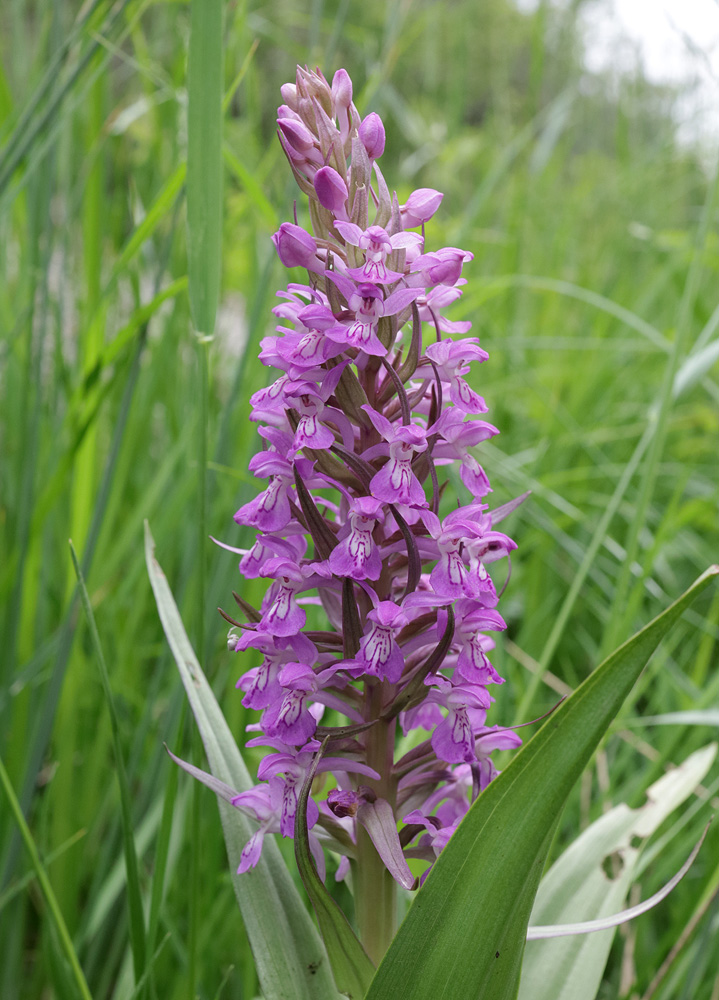 Image of Dactylorhiza umbrosa specimen.