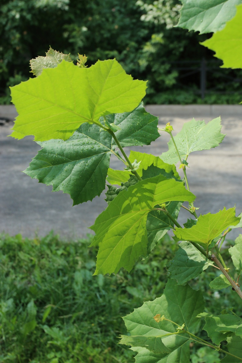 Image of Platanus occidentalis specimen.