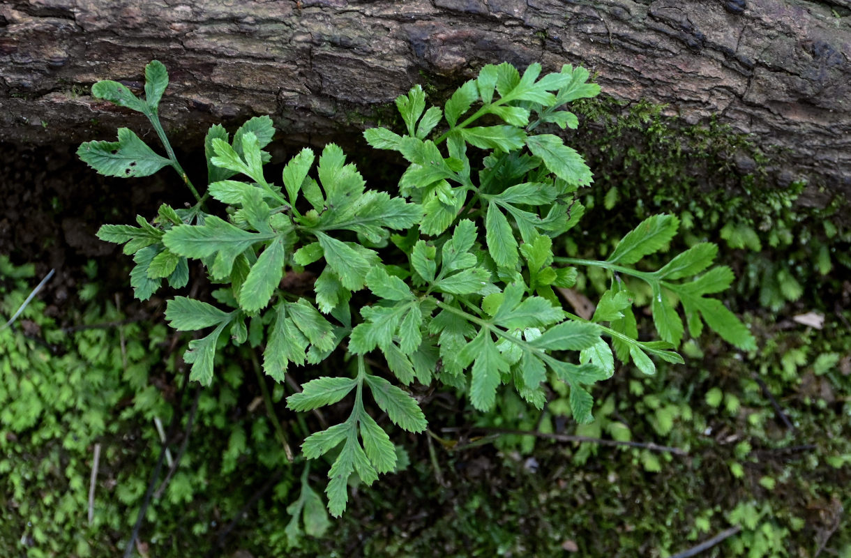 Изображение особи Pteris ensiformis.