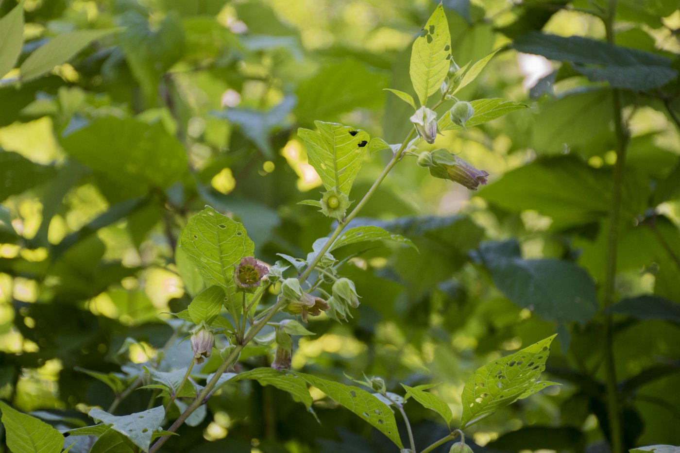 Image of Atropa caucasica specimen.