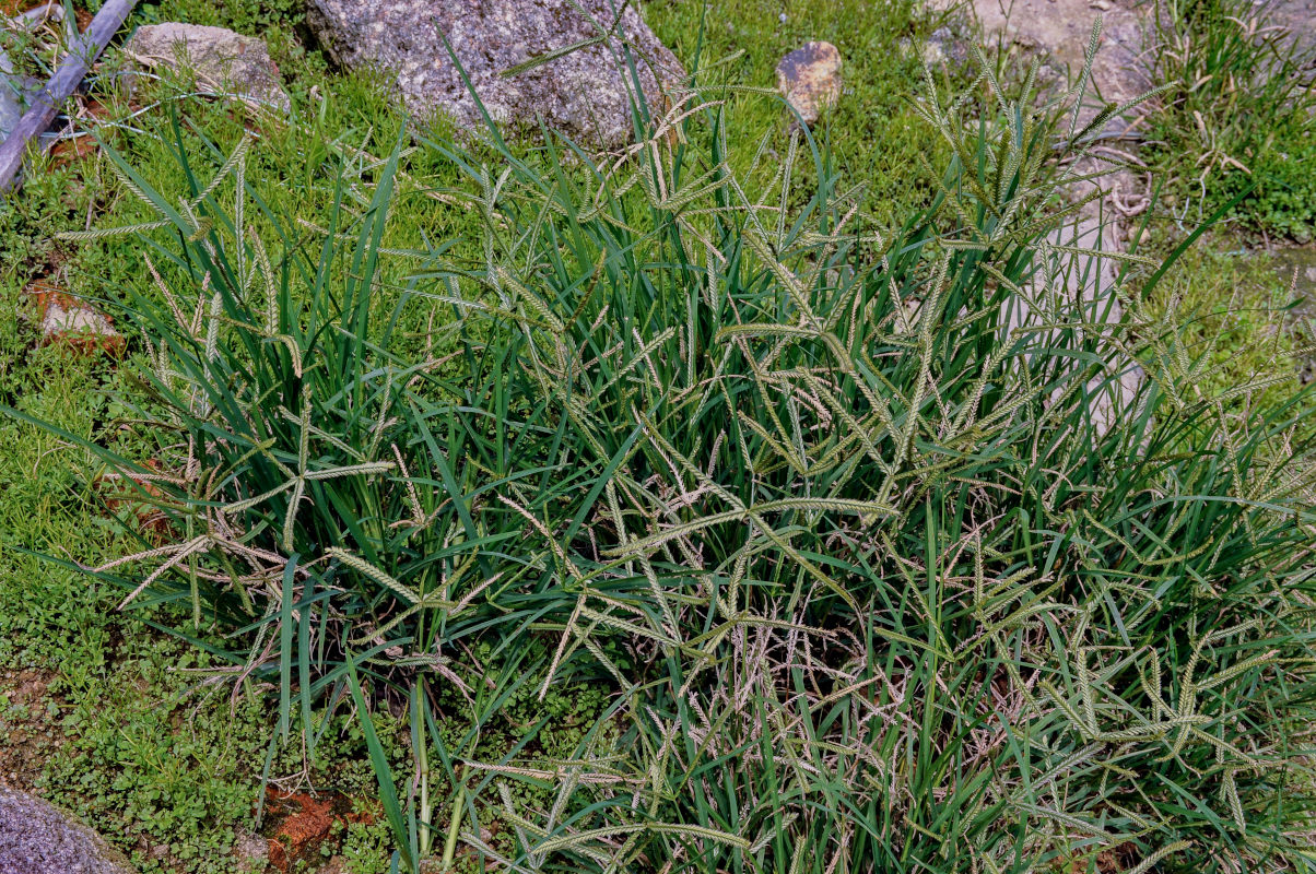 Image of Eleusine indica specimen.