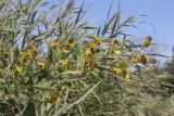 Inula helenium