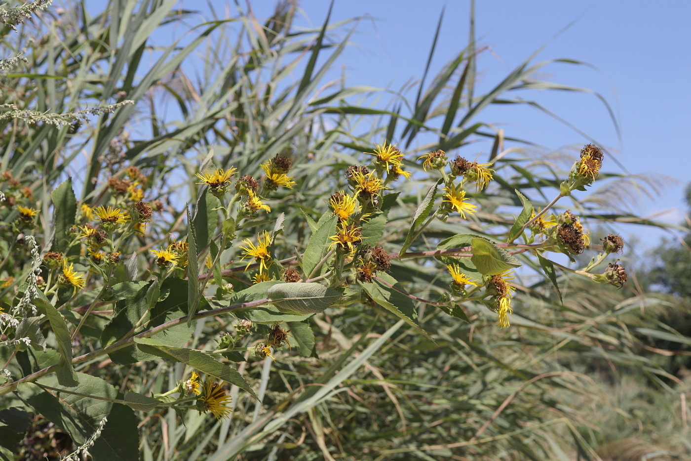 Image of Inula helenium specimen.