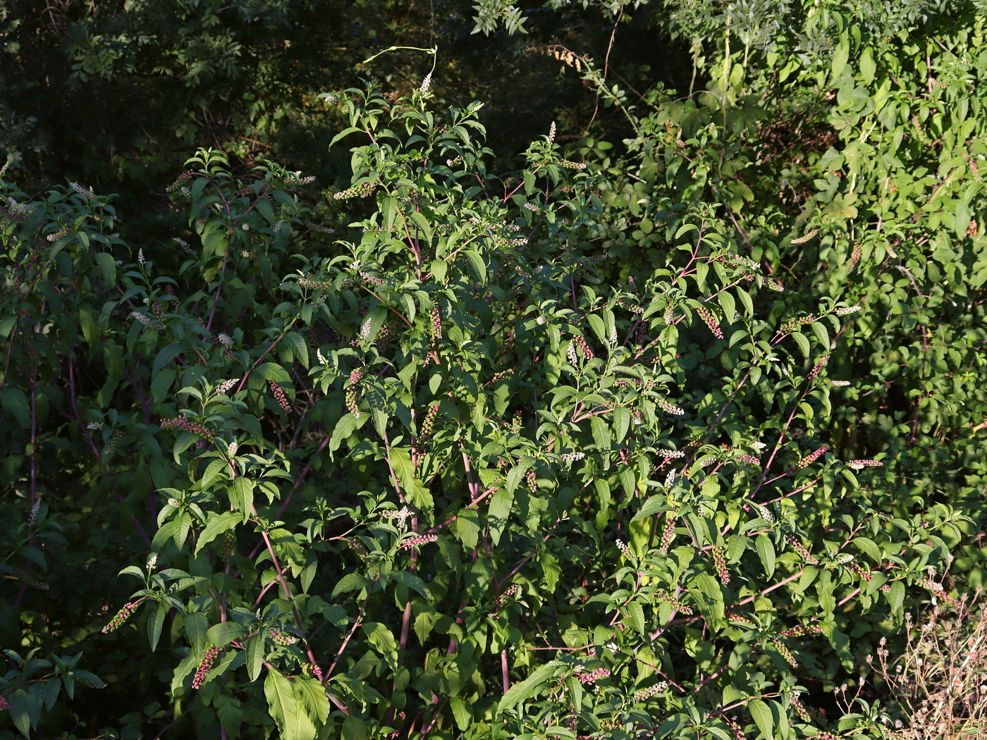 Image of Phytolacca americana specimen.