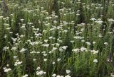 Achillea nobilis. Цветущие растения. Краснодарский край, м/о Анапа, окр. станицы Благовещенская, высокий берег Бугазского лимана между Бугазской косой и косой Голенькой. 09.06.2021.