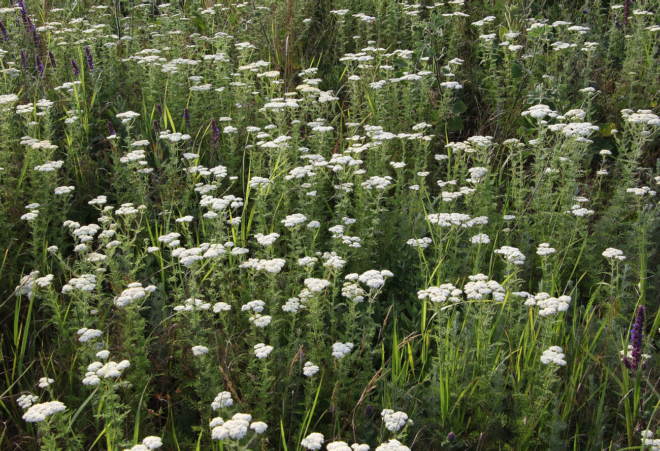 Image of Achillea nobilis specimen.