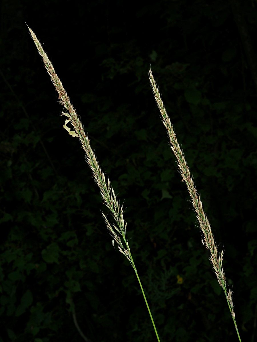 Image of Calamagrostis arundinacea specimen.