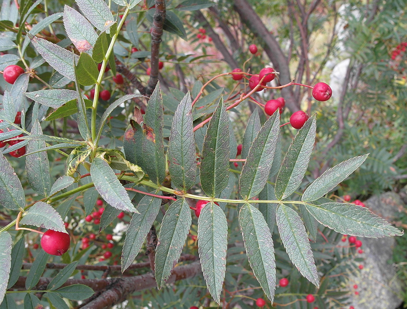 Image of Sorbus tianschanica specimen.