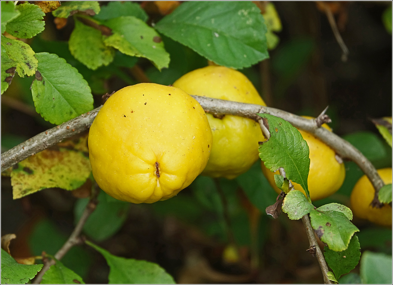 Image of Chaenomeles japonica specimen.