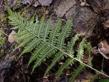 genus Athyrium. Вайя с сорусами (обратная сторона). Хабаровский край, окр. г. Комсомольск-на-Амуре, Силинский лесопарк. 23.09.2024.