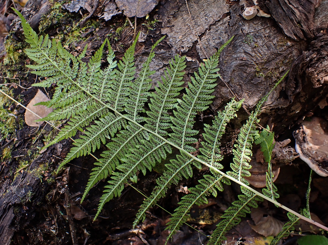 Image of genus Athyrium specimen.