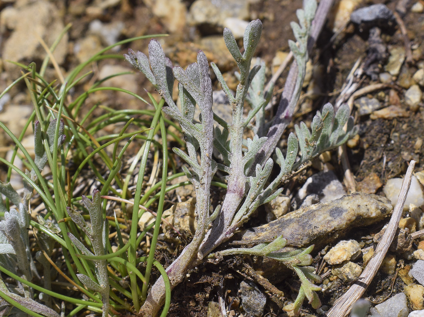 Image of genus Anthemis specimen.