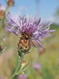 genus Centaurea