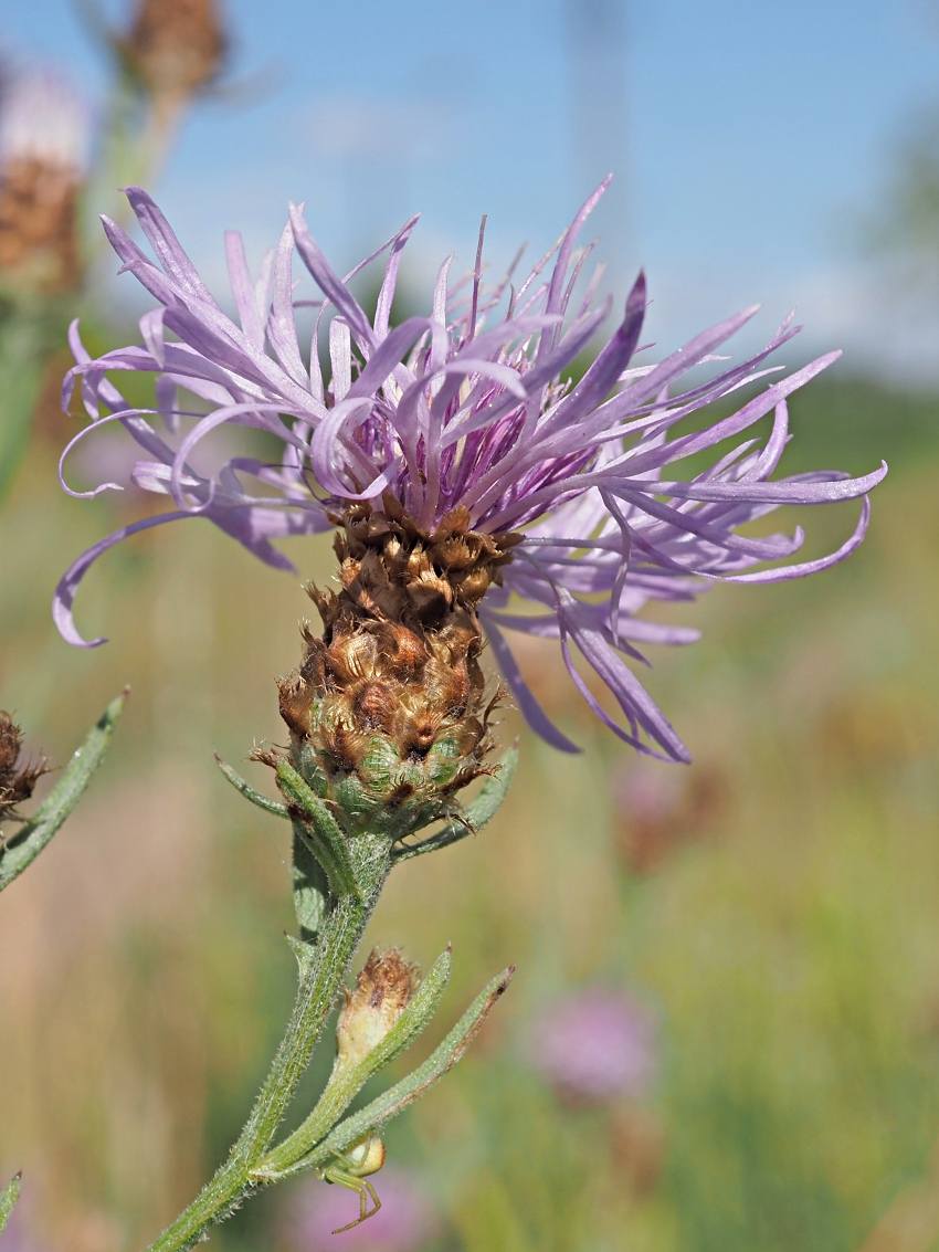 Изображение особи род Centaurea.