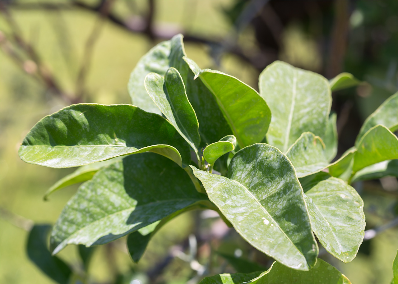 Image of Citrus limon specimen.