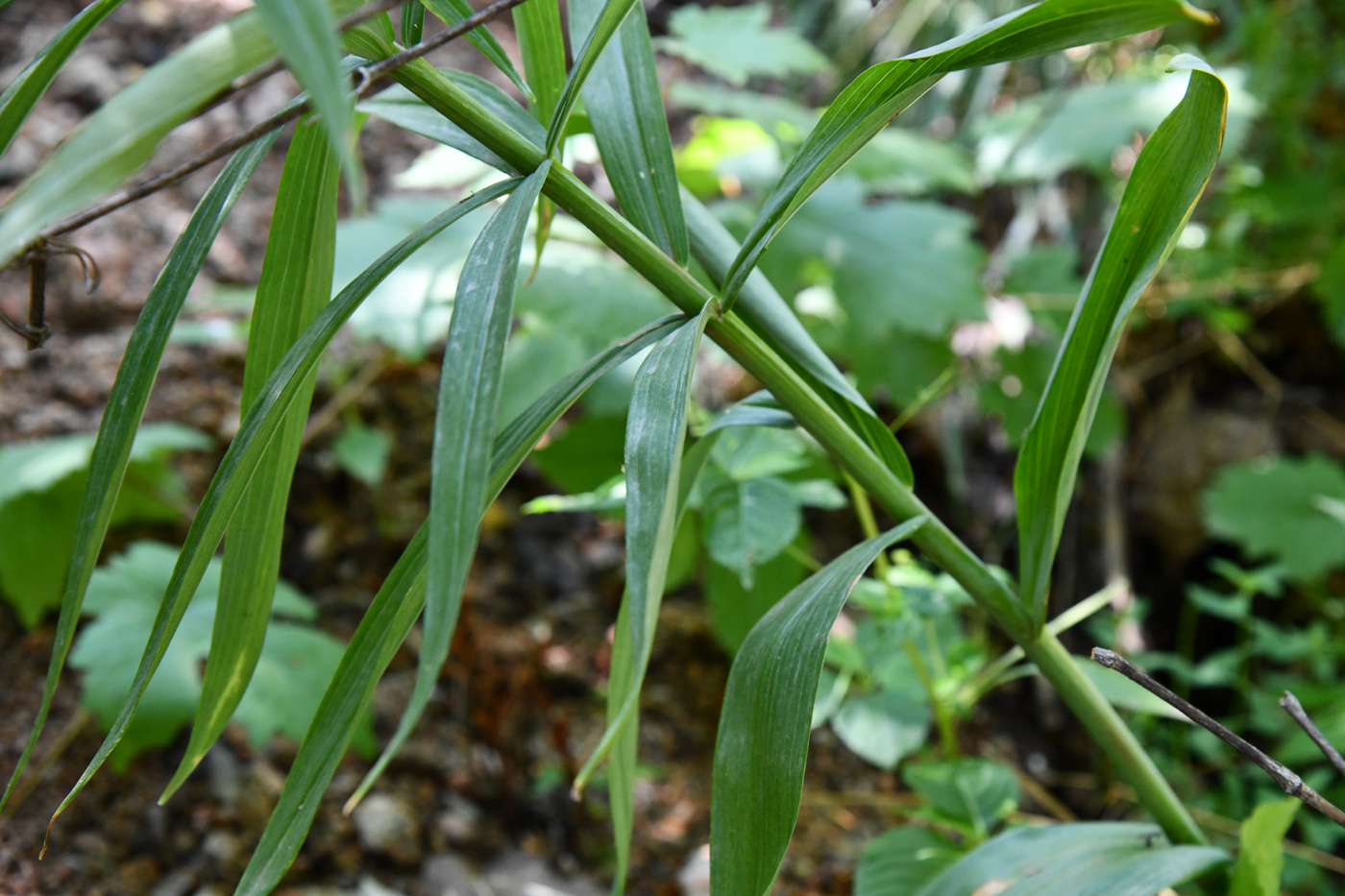 Изображение особи Polygonatum sewerzowii.