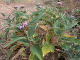 Phlomis taurica. Цветущее растение в сообществе с Aegilops. Крым, Южный Берег, окр. пос. Лесной, луг на косогоре. 26.05.2024.