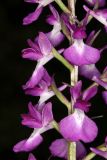 Anacamptis laxiflora подвид dielsiana