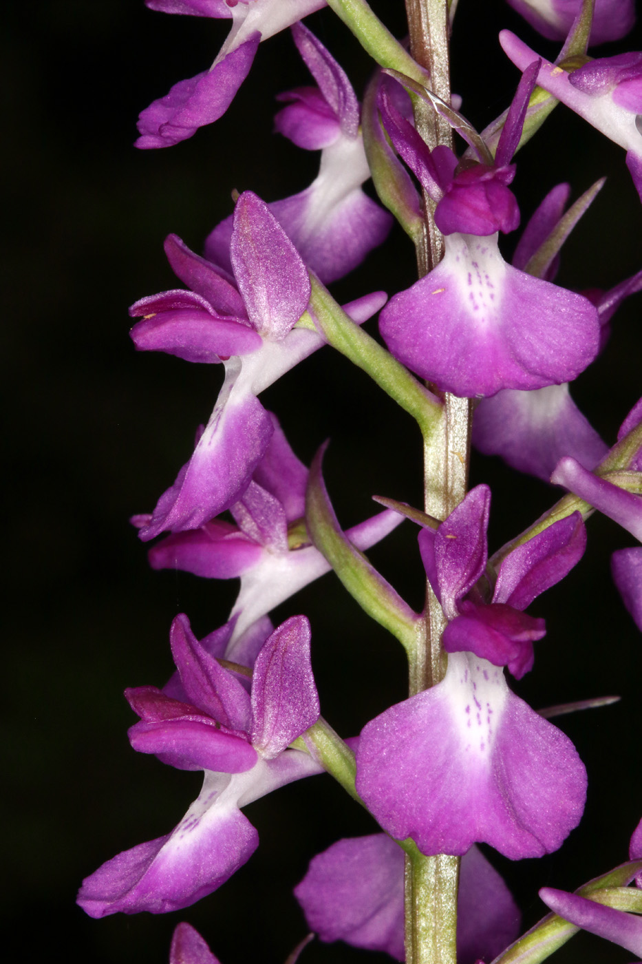 Изображение особи Anacamptis laxiflora ssp. dielsiana.