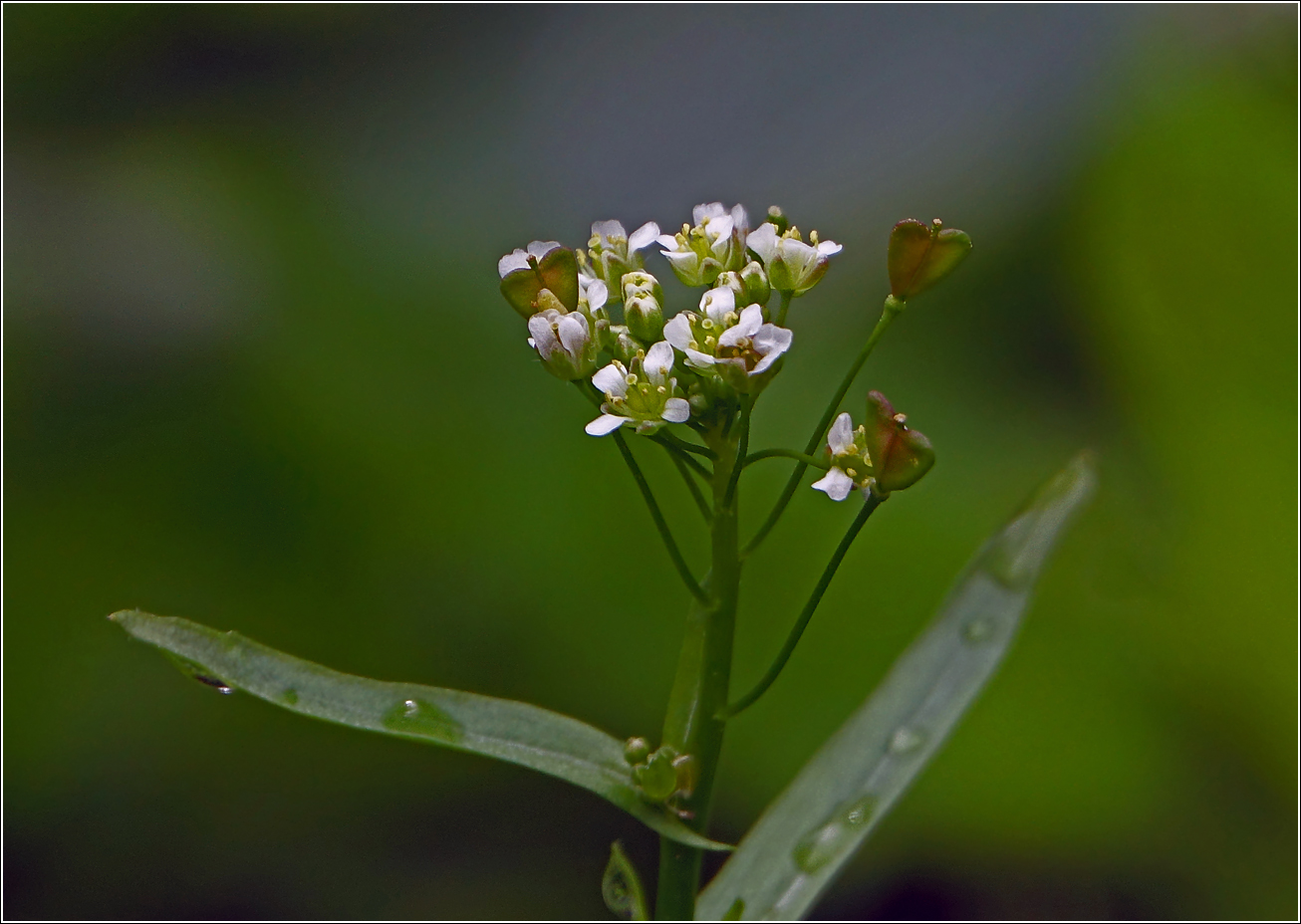 Image of Capsella bursa-pastoris specimen.