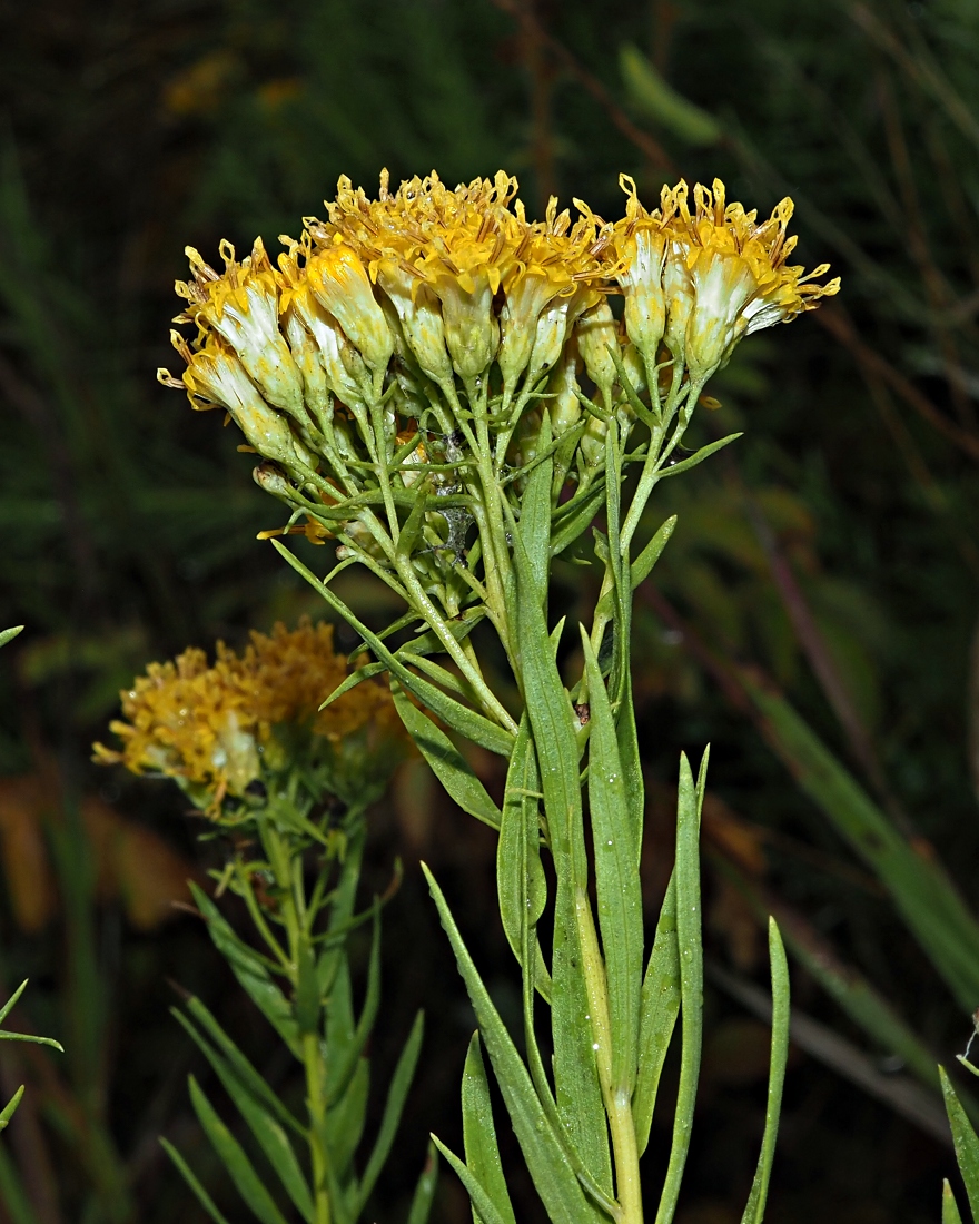 Изображение особи Galatella biflora.