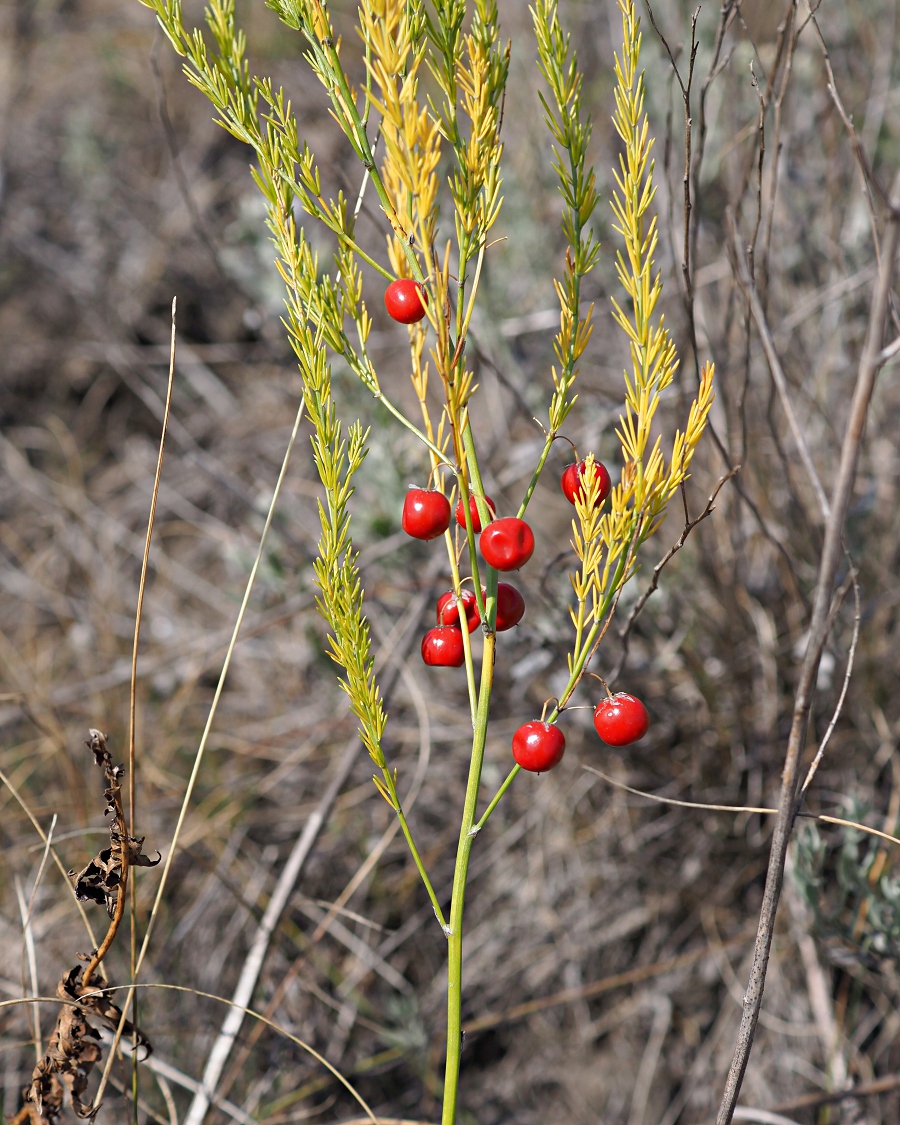 Image of Asparagus officinalis specimen.