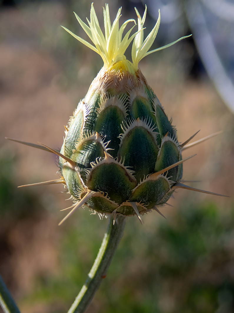 Image of Centaurea salonitana specimen.
