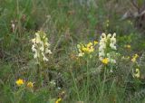 Pedicularis physocalyx