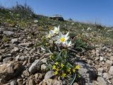 Tulipa bifloriformis