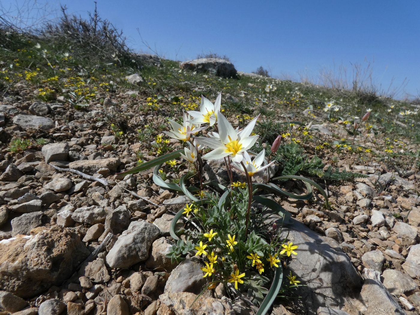 Image of Tulipa bifloriformis specimen.