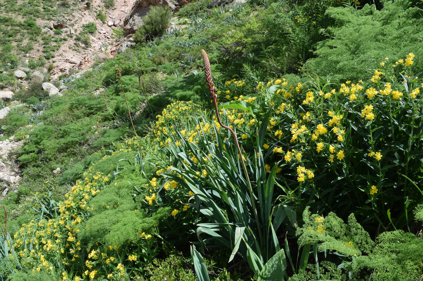 Image of Ulugbekia tschimganica specimen.