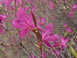 Смотреть изображение Rhododendron dauricum