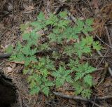 Смотреть изображение Geranium robertianum