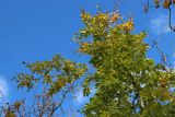 View full-size image Fagus sylvatica