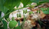 Смотреть изображение Polygonatum multiflorum
